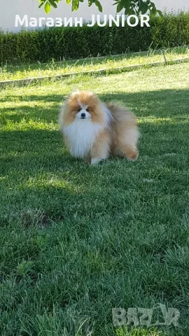 мъжки померани за разплод, снимка 1