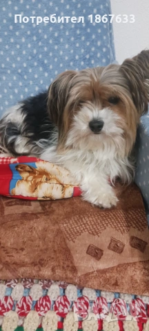 Йоркширски териер, снимка 6 - Йоркширски териер - 53147355