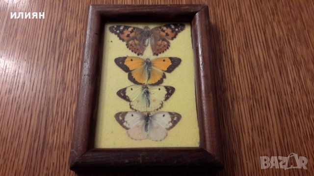 Колекция от пеперуди рамкирани  120лв за всички , снимка 3 - Колекции - 40701500