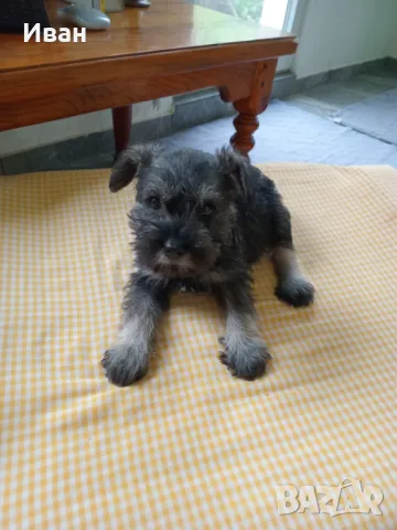 Кученца Цвергшнауцер , снимка 4 - Други - 50332021