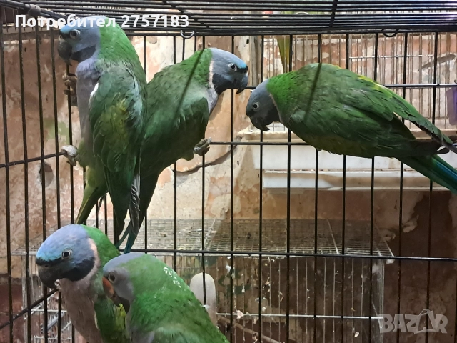 продавам папагали китаиски александар 2023 г 3 женски, снимка 5 - Папагали - 52755430