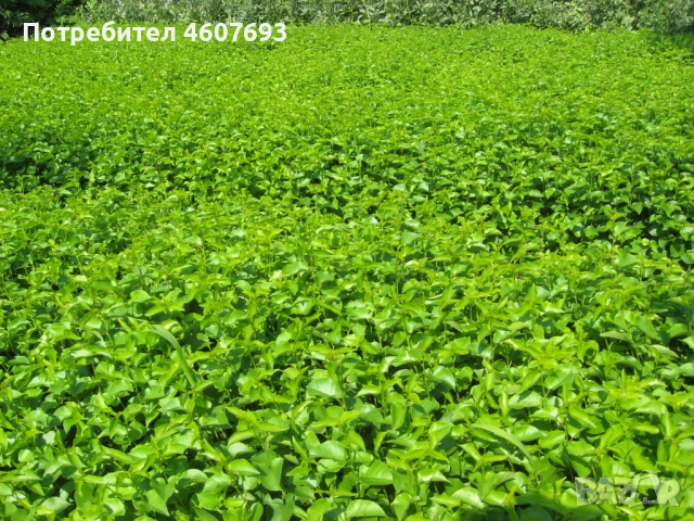 Продавам подложки махалебка и джанка, снимка 3 - Сортови семена и луковици - 52151117