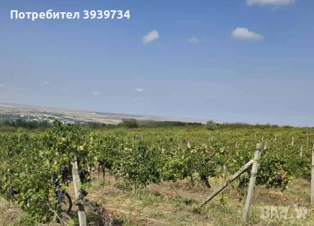 Продавам бяло и черно грозде , снимка 3 - Домашни продукти - 56013680