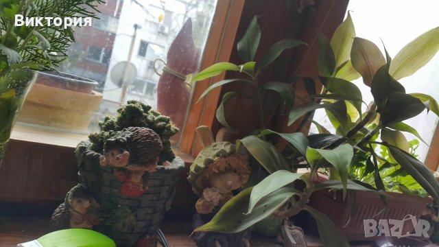 Кализия - билката на века!, снимка 6 - Градински цветя и растения - 26712093