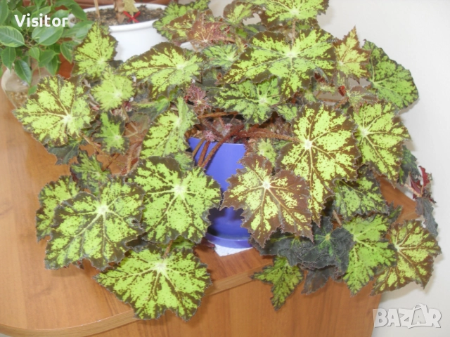 Samsung L200 Digital Camera   -10.2 МРх, снимка 14 - Фотоапарати - 52805441