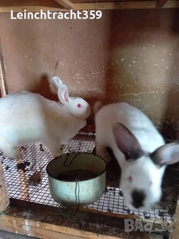 Калифорнийски и новозеландски зайци цика, снимка 9 - Други - 53652104