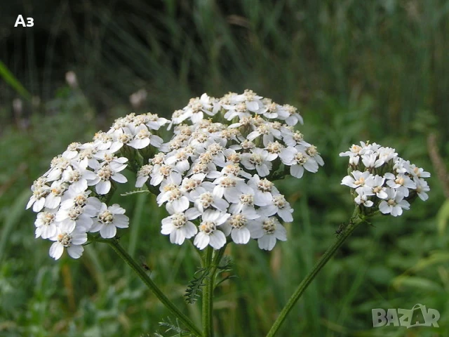 Продавам Бял равнец – изсушен, снимка 3 - Други - 50917484