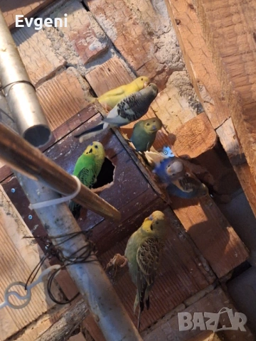 Вълнисти папагали , снимка 10 - Папагали - 51473102