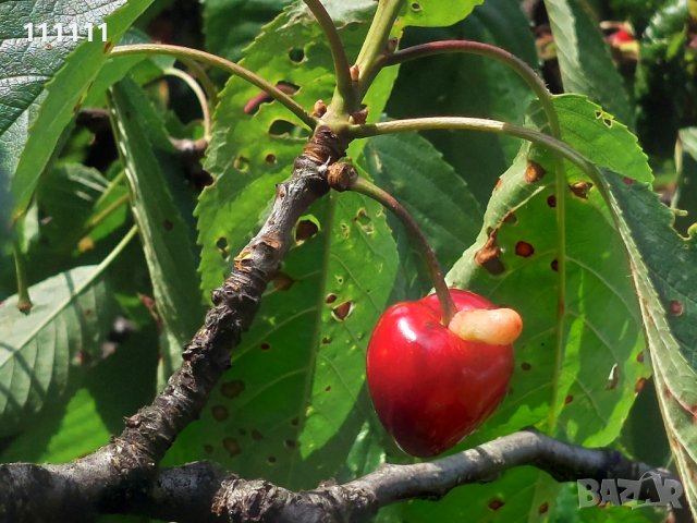 Череша уникат за колекционери и ценители , снимка 8 - Други ценни предмети - 41100414
