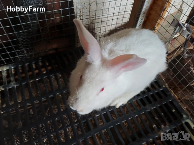 Зайци цика, снимка 5 - Други - 53220401