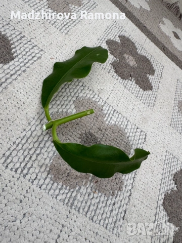 Hoya Imperialis red , снимка 2 - Стайни растения - 53835368