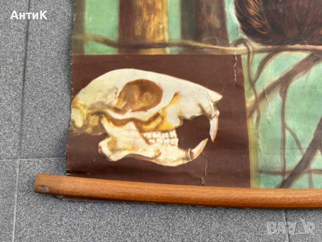 Соц Учебни Плакати Постери Биология, снимка 5 - Антикварни и старинни предмети - 51734458