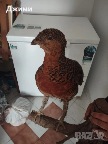 препариран женски глухар, снимка 8 - Антикварни и старинни предмети - 53844839