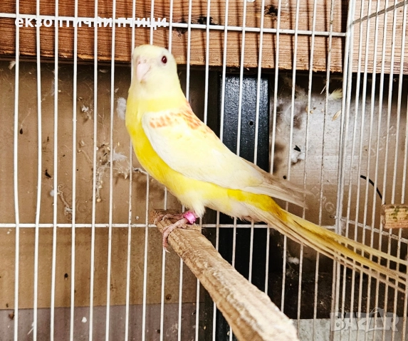 Продавам 3 двойки Пойни папагали , снимка 6 - Папагали - 52678971