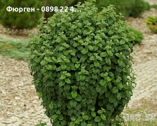 Дрян Компреса (Cornus sanguinea Compressa), снимка 2 - Градински цветя и растения - 42215028