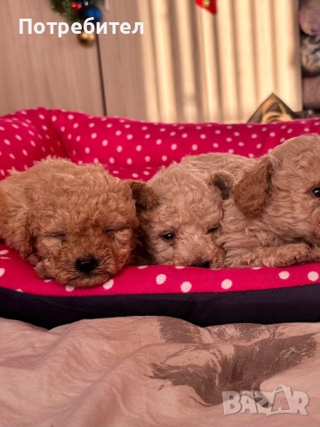 Пудел тойчета , снимка 3 - Пудели - 53734156