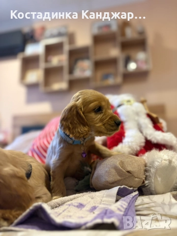 Чистокръвни Кокер Шпаньол кученца, снимка 7 - Кокер шпаньол - 52372383