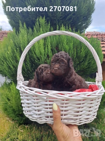 Шоколадови Пудели, снимка 14 - Пудели - 51360640