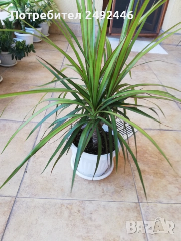 Драцена маргината