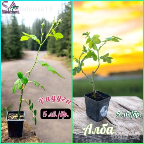 Лавандула в саксии-сортове, снимка 16 - Градински цветя и растения - 47333197