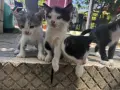 Подарявам малки котенца на 1 месец, снимка 14