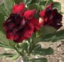Корени готови за засаждане ” Черна Роза ”, " Нефрит ", " Дъгова " внос Холандия, сертифицирани, снимка 1 - Стайни растения - 42235915