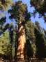 15 нови семена гигантска секвоя мамутово дърво sequoiadendron giganteum за декорация на двора  , снимка 16