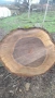 Продавам масивен орехов ствол – 80 см диаметър, снимка 2