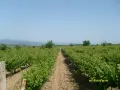 Продавам грозде – Памид,Каберне совиньон,Мускат отонел., снимка 4