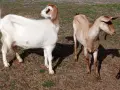 свободни 6 кози + 2 ярета , снимка 8