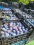 Сини сливи за ракия Стенлей гледана по биологична програма , снимка 2