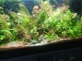 Аквариумни растения , имам и за езеро, снимка 11