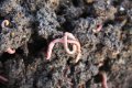 Биотор от червени калифорнийски червеи в чували (вермикмпост, лумбрикомпост, биохумус), снимка 8
