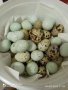 яйца от пъдпъдъци Селадона и Бял Английски, снимка 1 - други­ - 41849669