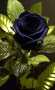 ЧЕРНА РОЗА, Рядък сорт семена на роза, ” Black Night ”, снимка 2