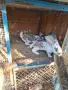 Зайци за разплот и консомация, снимка 5