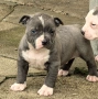 Американско Були Хл/American Bully XL , снимка 1