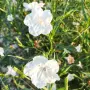 Продава се Руелия, Мексиканска петуния, Ruellia,  Mexican Petunia!!, снимка 5