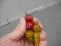 СТАРА БРОЕНИЦА БАКЕЛИТ КЕХЛИБАР КАТАЛИН , снимка 7