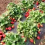 Продавам елитен разсад ягоди и малини , снимка 2