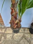 Палма Вашингтония Филифера, снимка 2
