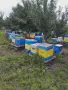 Пчелни семейства в кошери ДБ, снимка 1