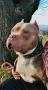 American Bully XL, снимка 16