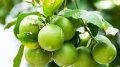  Co Impact Sourcing Green Mandarin Soothing and Uplifting зелена мандарина, снимка 1 - Хранителни добавки - 41473315