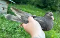Поморийски Ролер и Мардини, снимка 9