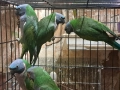 продавам папагали китаиски александар 2023 г 3 женски, снимка 5