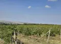 Продавам бяло и черно грозде , снимка 3