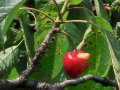 Череша уникат за колекционери и ценители , снимка 8