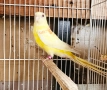 Продавам 3 двойки Пойни папагали , снимка 6