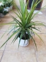 Драцена маргината, снимка 1